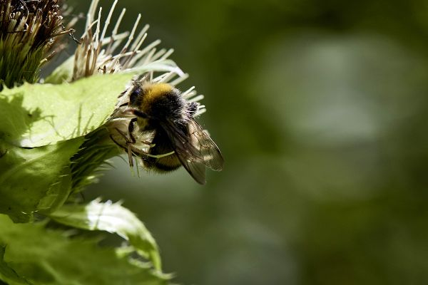 Bienen