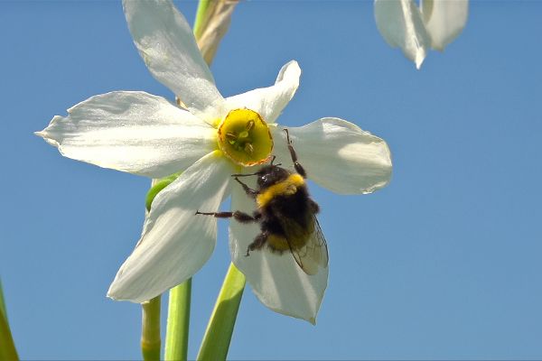 Erdhummel auf Narzisse