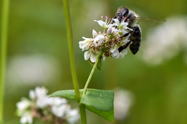 Bienen