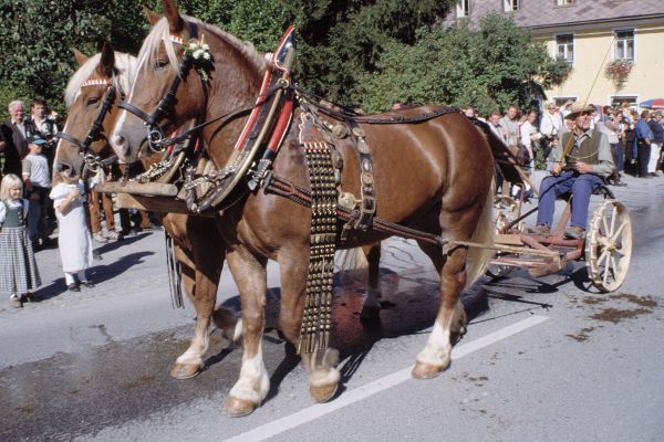 Das Pferd, der Stolz der Altbauern