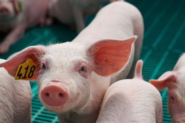 Schweine