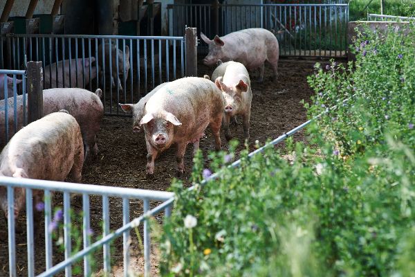 Schweine