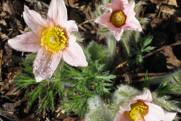 Küchenschelle (Pulsatilla)