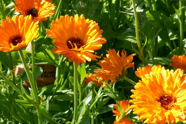 Gerbera