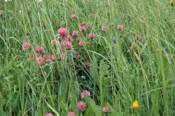 Dauerwiesen mit Wiesenrotklee