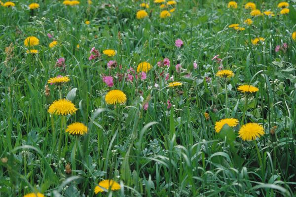 Blumenwiese