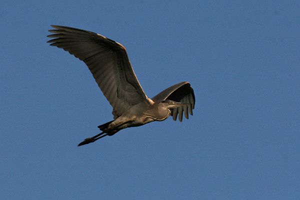 Fliegender Graureiher (Ardea cinerea)