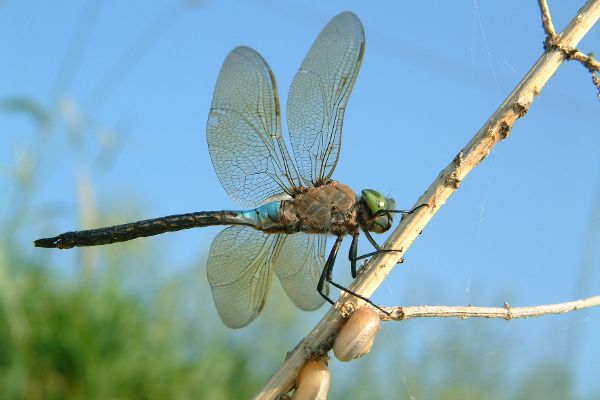 Libelle