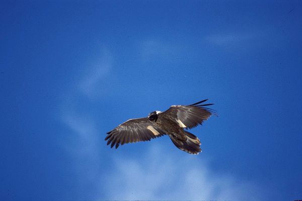 Bartgeier im Flug