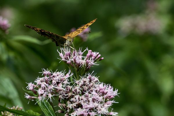 Schmetterling