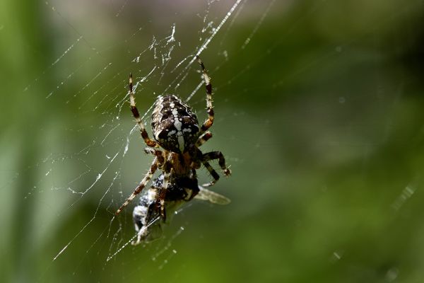 Spinne