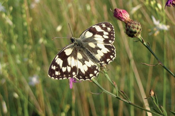Schachbrett-Schmetterling (Melanargia galathea)