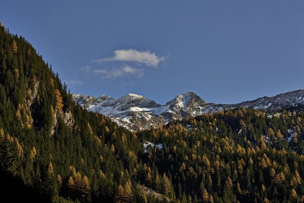 Hochalpengebiet mit Schutzwald