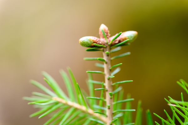 Jungnadelbäume