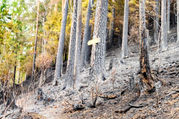 Waldbrand