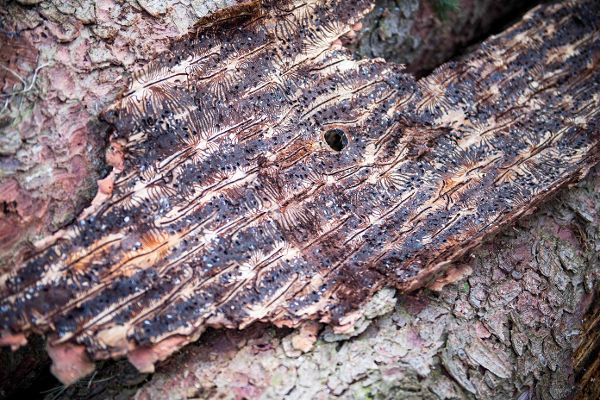 Borkenkäferbefall auf Holzstamm