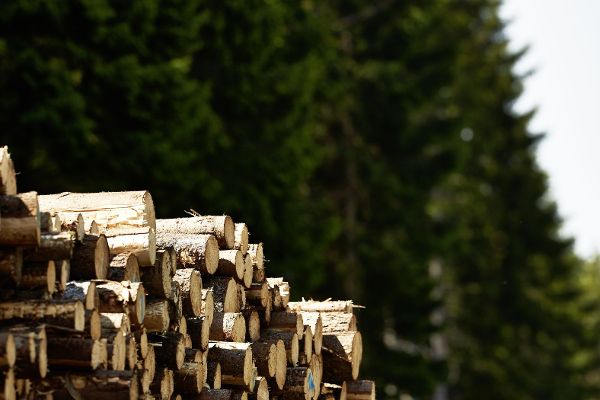 Holz
