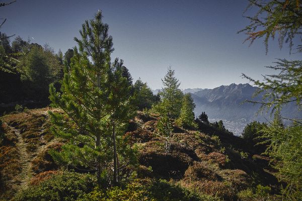 Zirbenwald