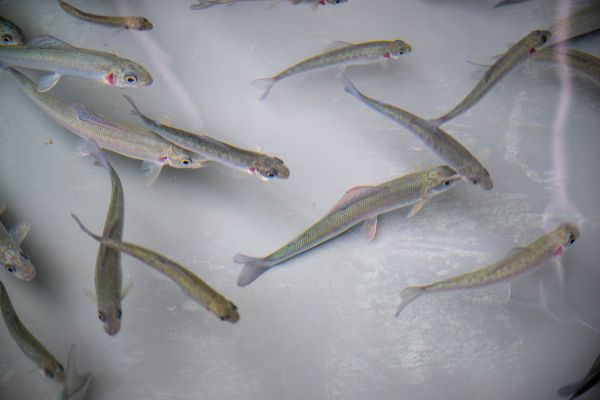 Fische