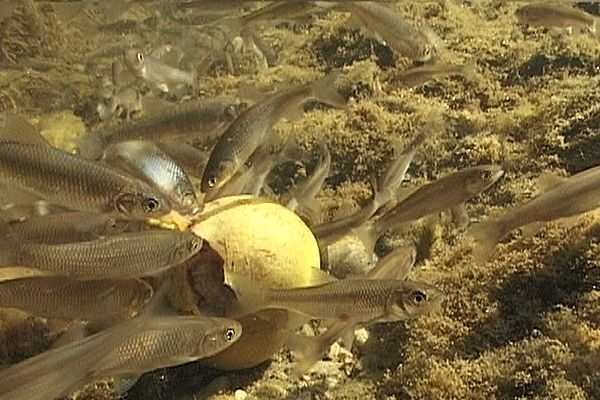 Fische