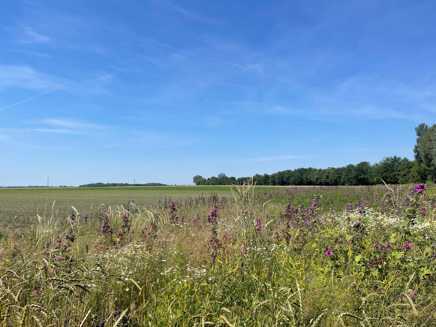 Biodiversitätsflächen