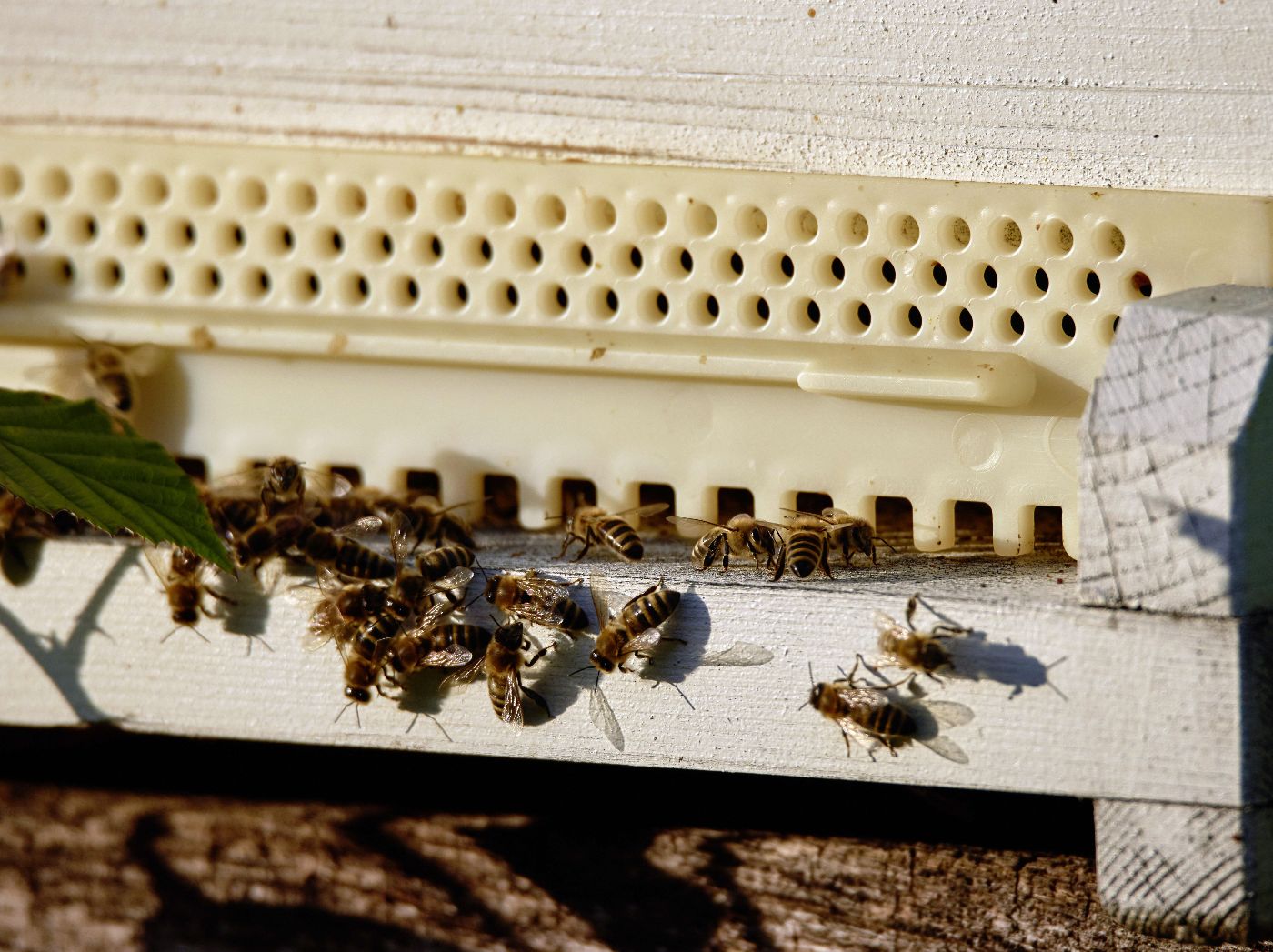 Bienen