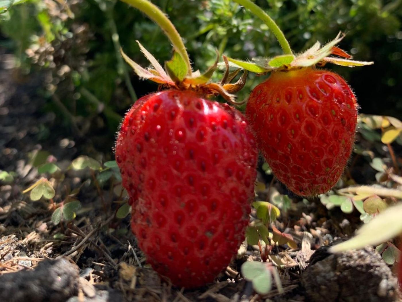Erdbeeren