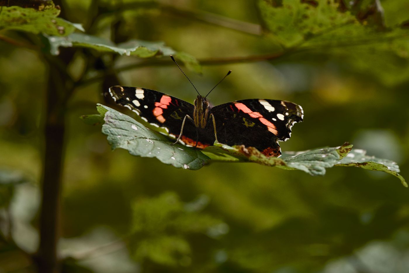 Schmetterling
