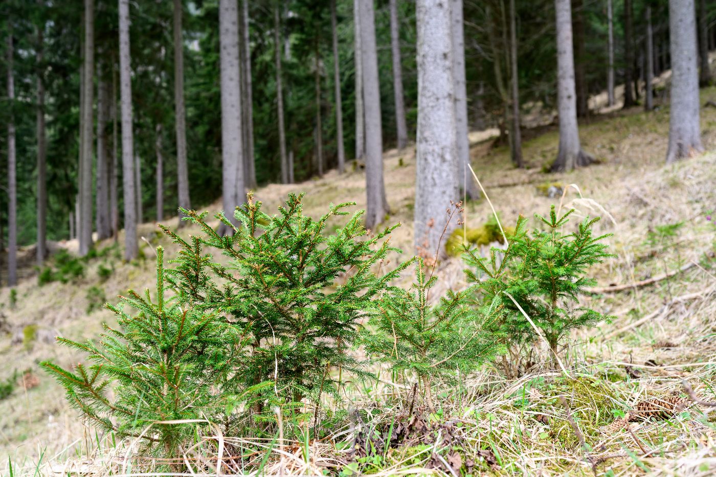 Jungnadelbäume