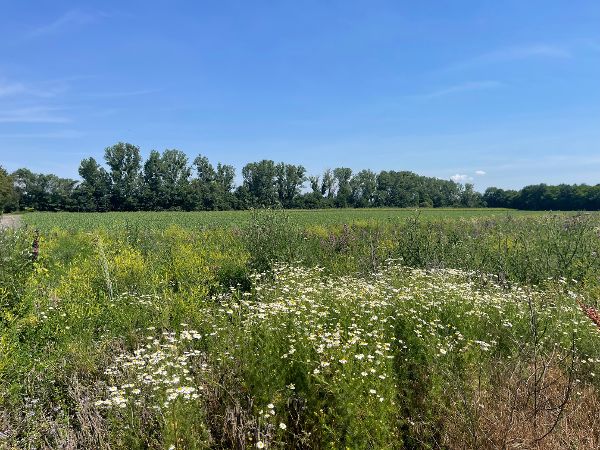 Biodiversitätsflächen