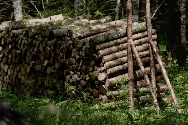Holz