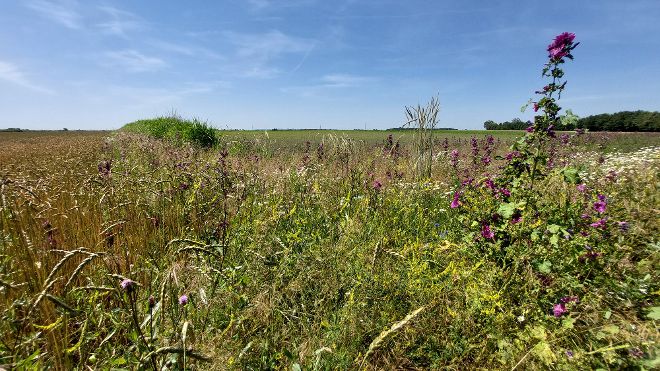 Biodiversitätsflächen