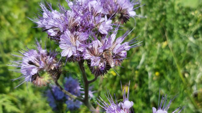 Biodiversitätsflächen