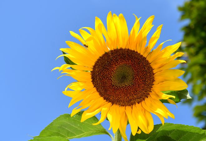 Sonnenblume - Urban Gardening 2016