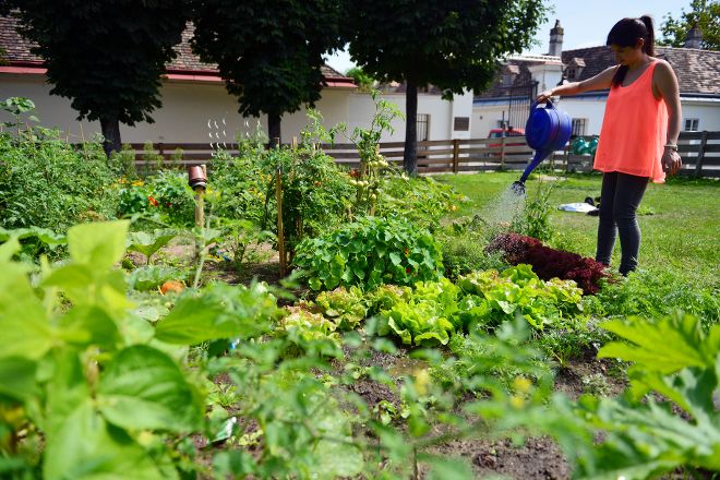 Diverse Gärten - Urban Gardening 2016
