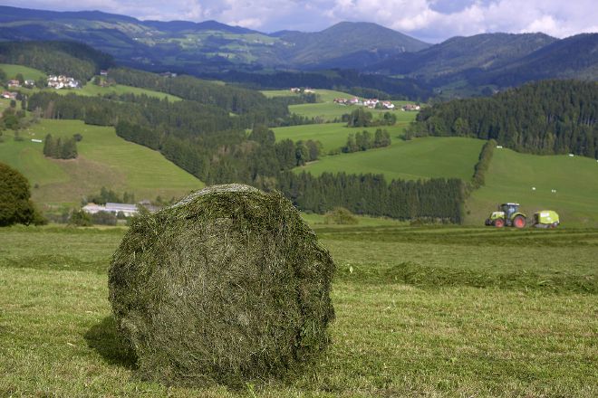 Grünland