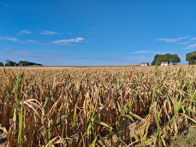 Dürre in der Landwirtschaft