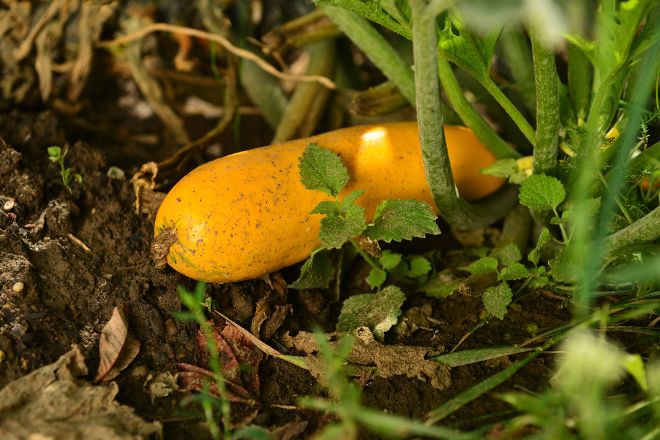 Zucchini - Urban Gardening 2016