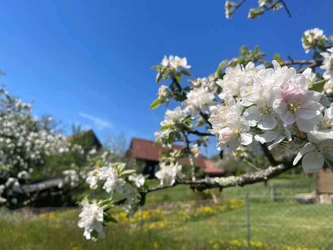 Apfelbaumblüte