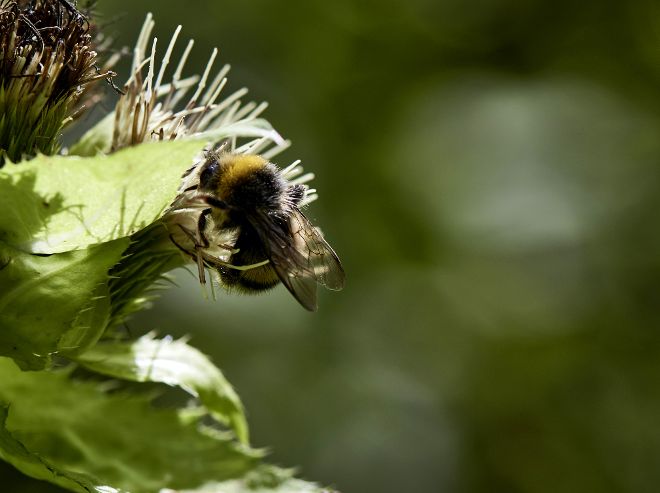 Bienen