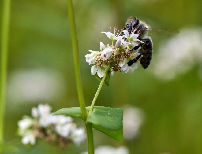 Bienen