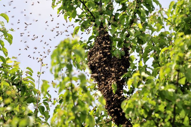 Bienenschwarm