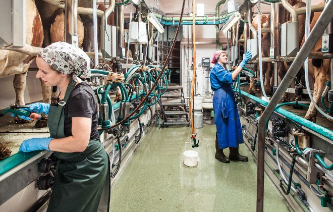 Milchproduktion