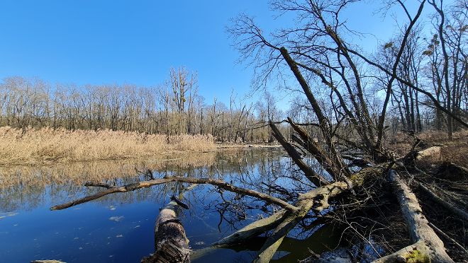 Naturwaldreservat Moravka in Hohenau.