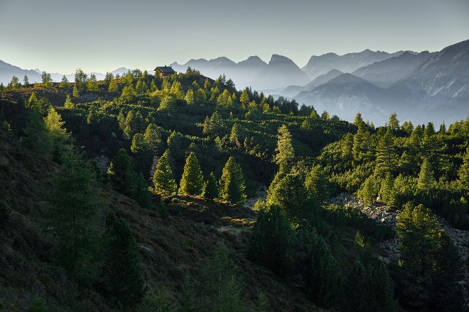 Zirbenwald