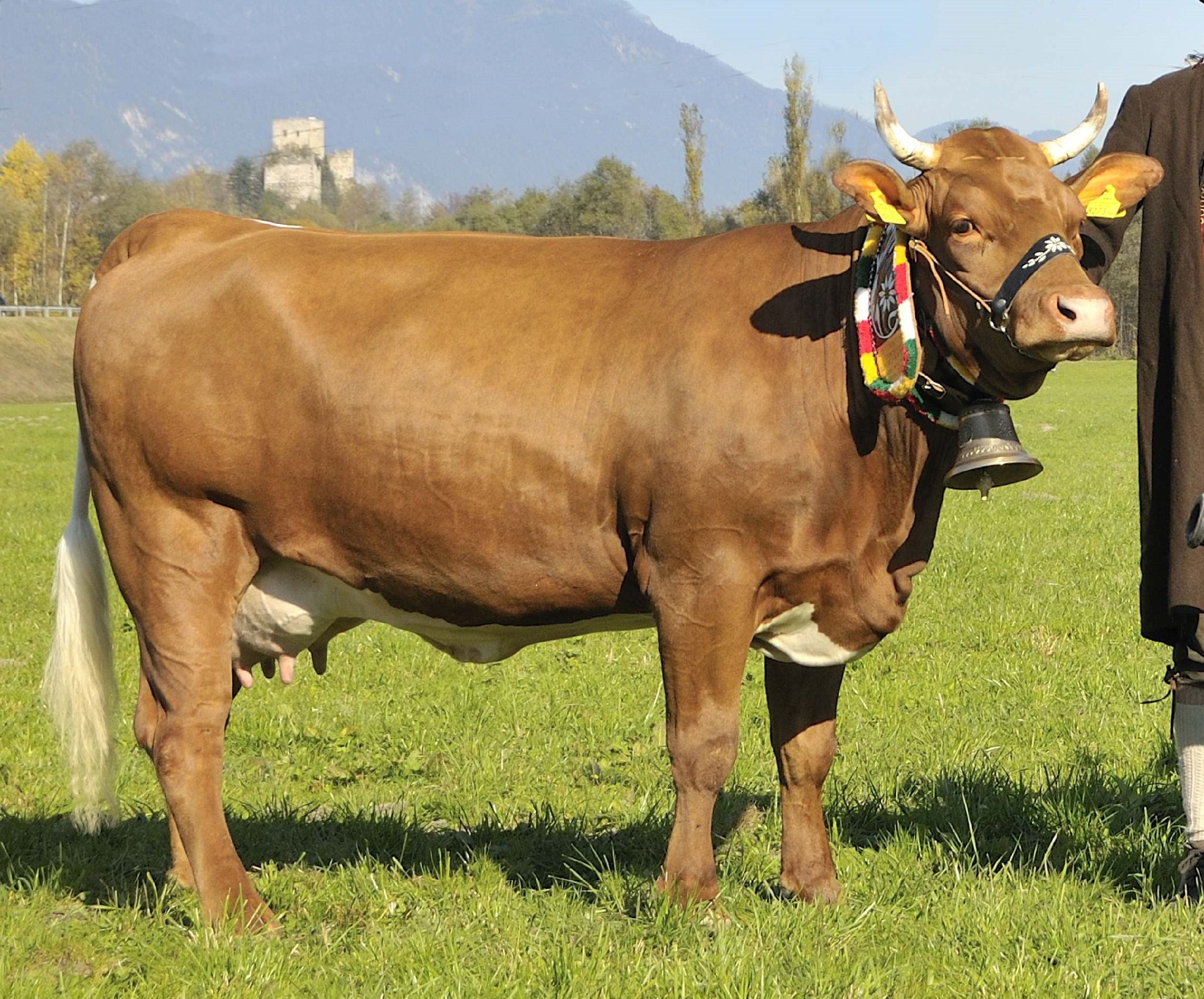 Zuber Rind Tux-Zillertaler Rind