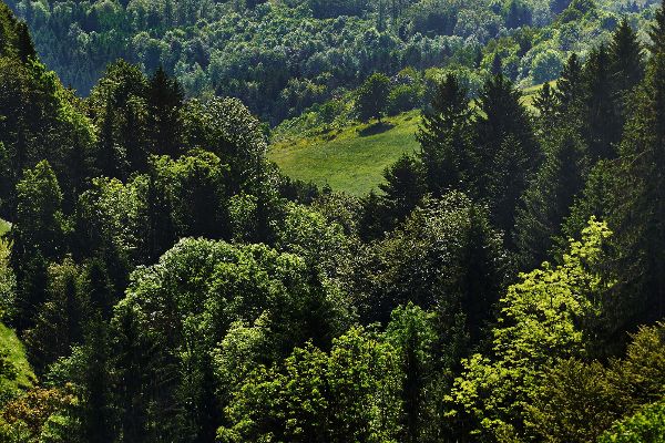 Forest impressions 