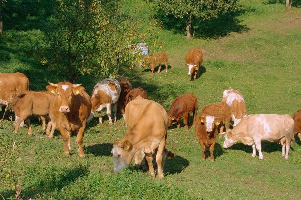 Cows grazing in the pasture