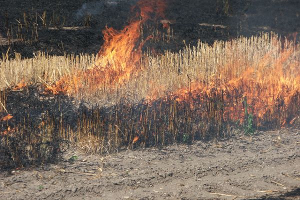 Field burn