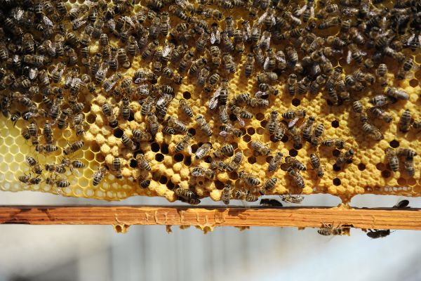 Bees on a honeycomb